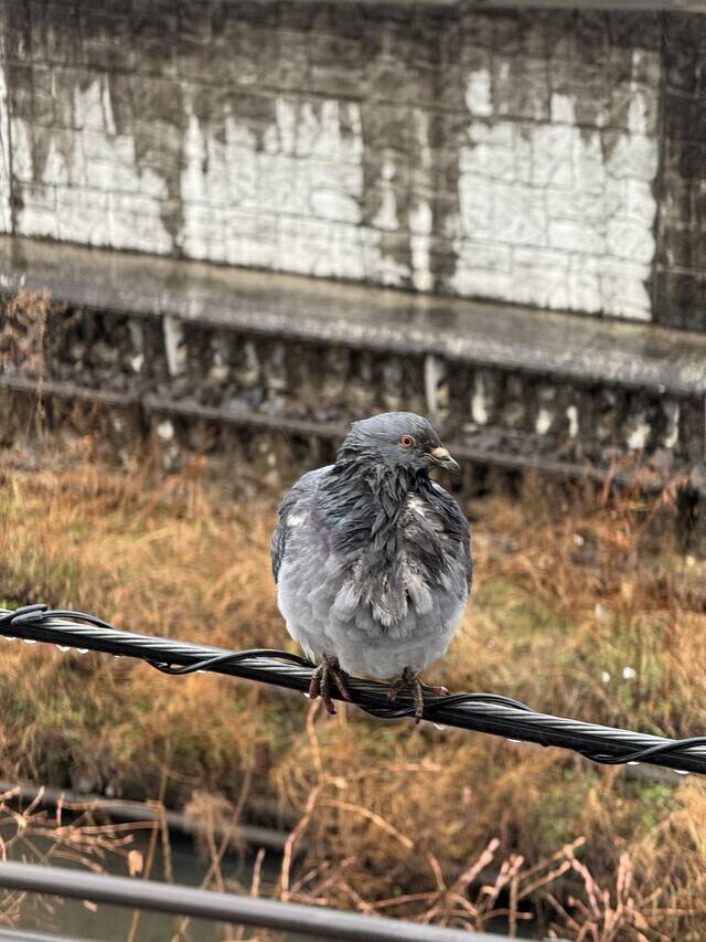 雪降らなかったね！☃️