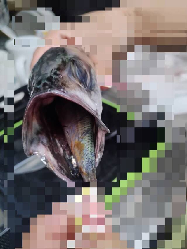 食物連鎖🐟