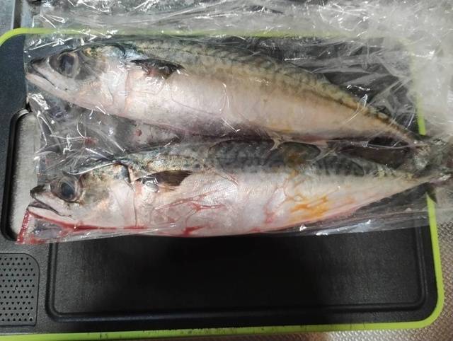 いい感じ🐟