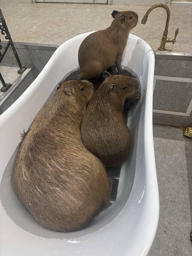 メインのカピバラ