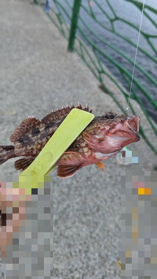 (;｀O´)o/￣￣￣￣￣￣￣🐟✨