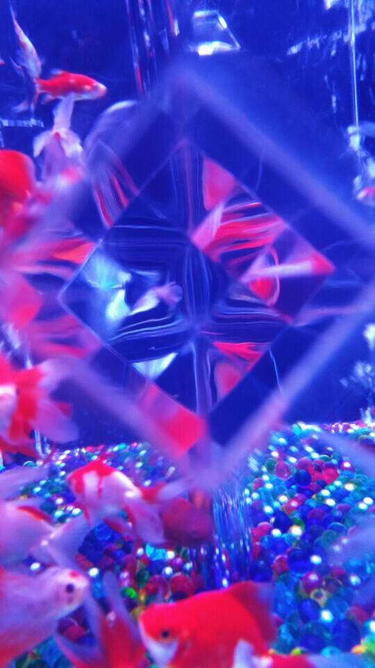 冷たい熱帯魚𓆛