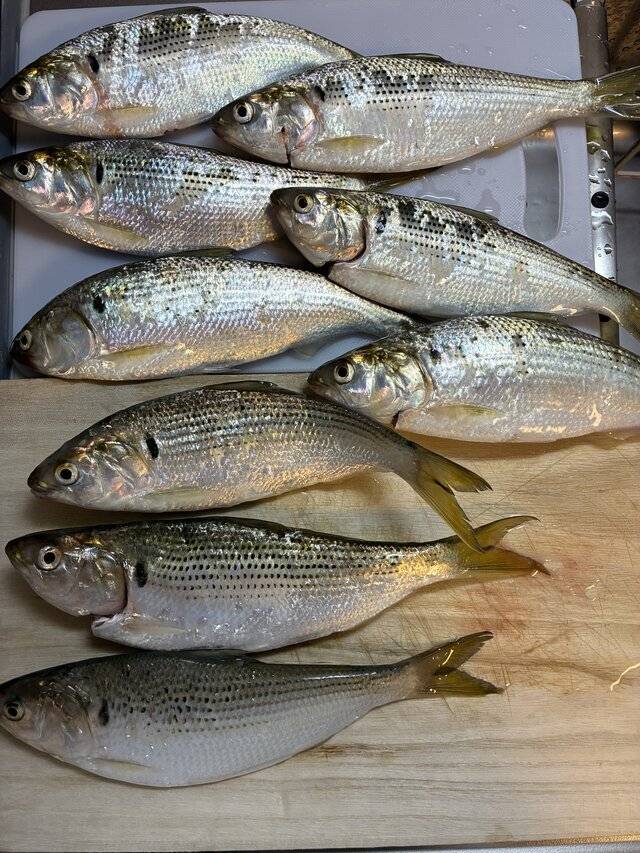 魚°･🐟