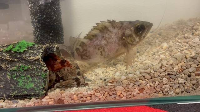 ゆな（美人妻御奉仕倶楽部Hip's 松戸店）