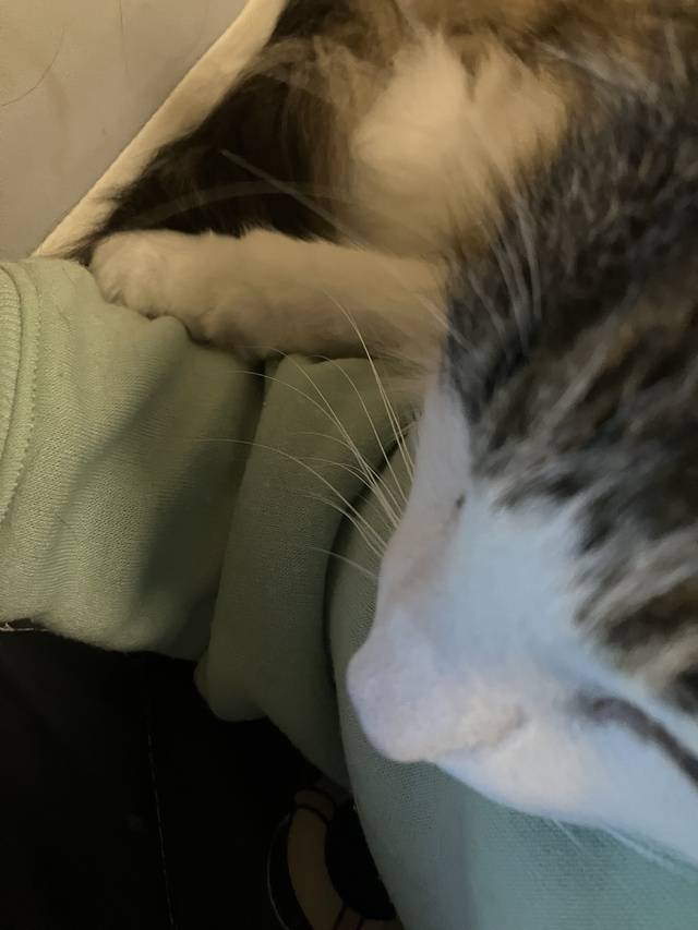 近すぎる猫