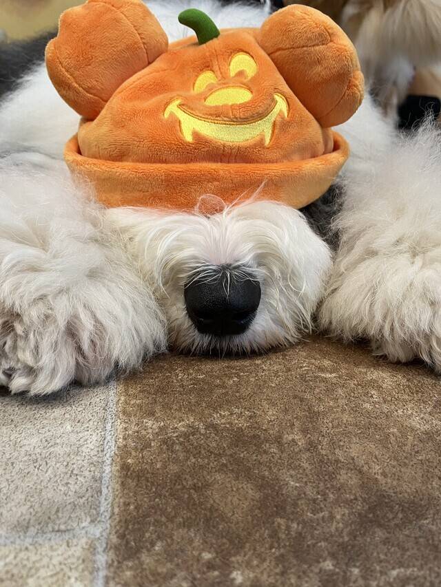 明日残りわずか🫧