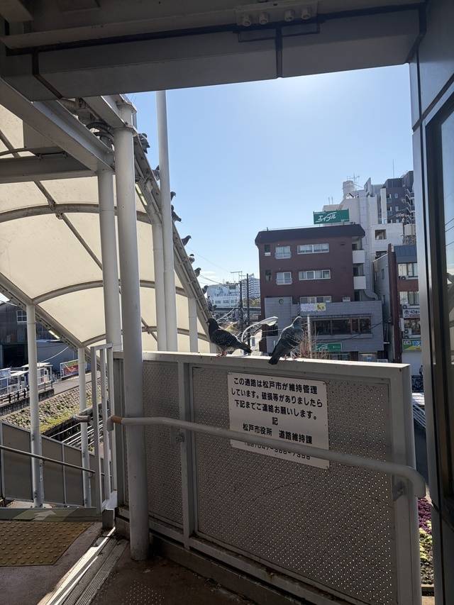 鳩めっちゃいてヒェ…