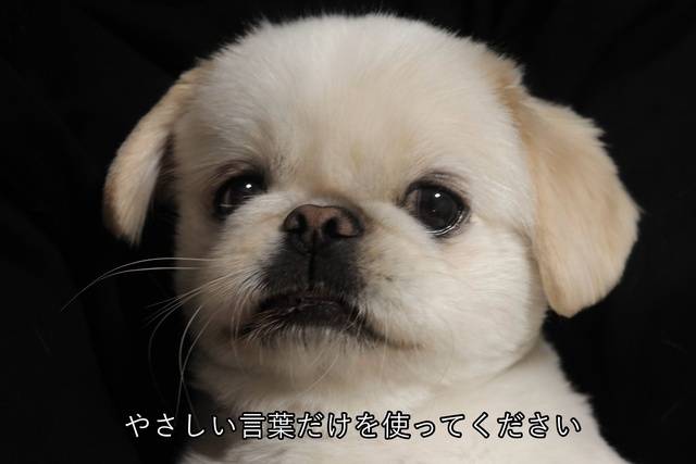 体調不良の為、暫くお休みします。