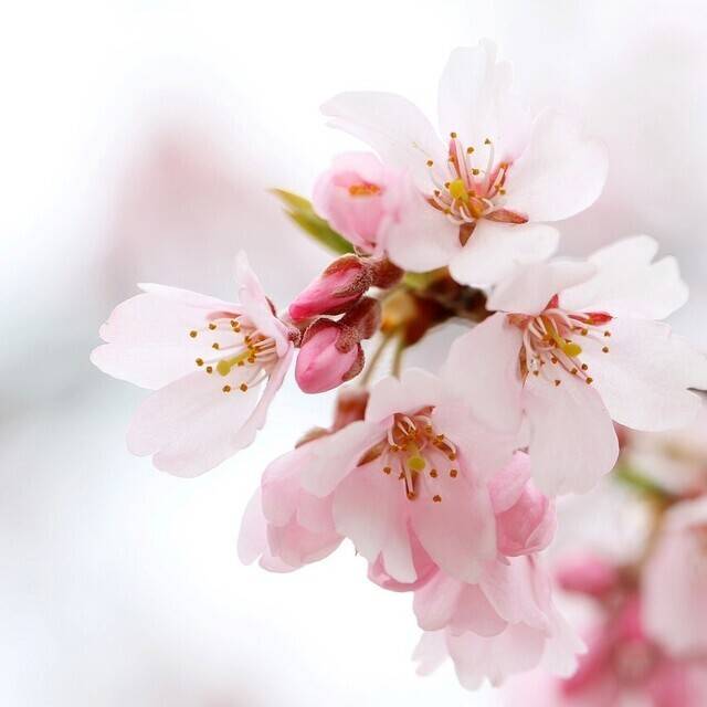 桜これからだね