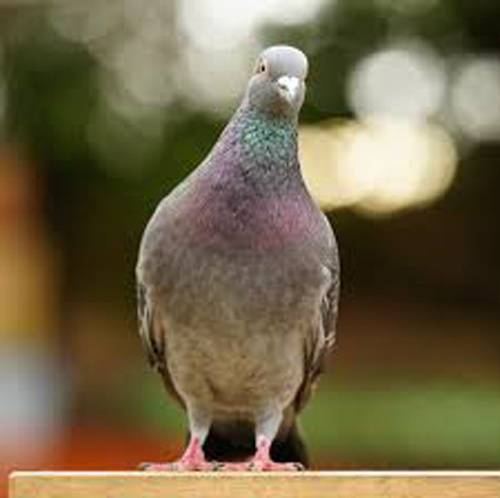 クルック―