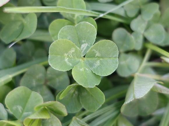 明日は……🍀* ゚