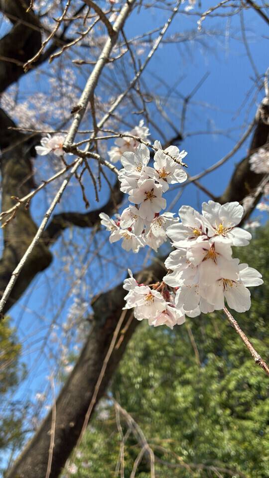 今日います！