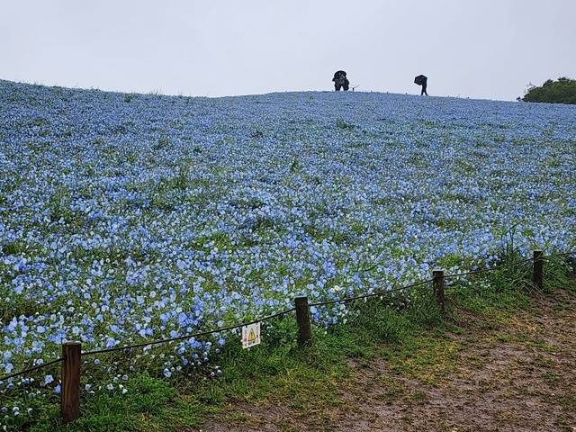 悲しすぎるネモフィラ🥺