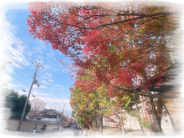 おはようございます🌼