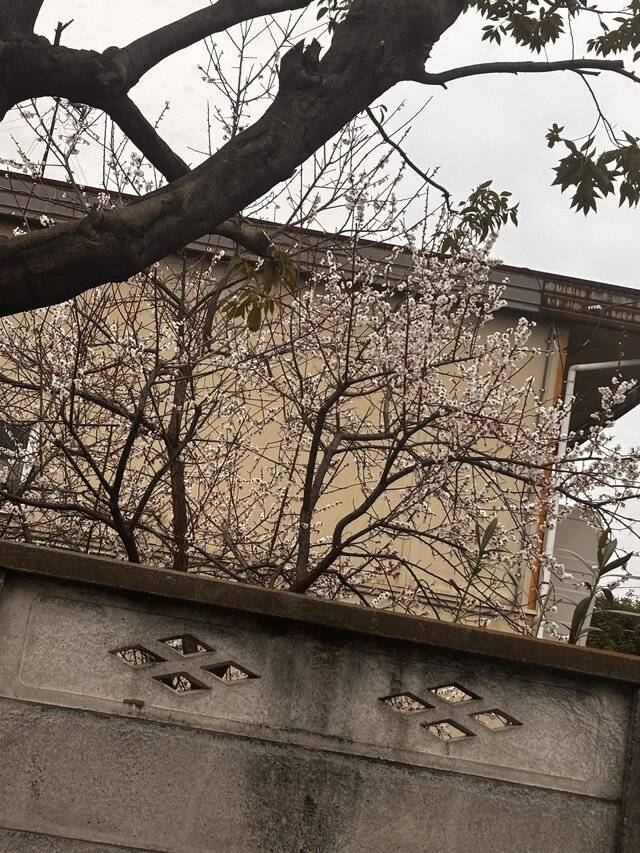 (  ¯꒳​¯ )ᐝ