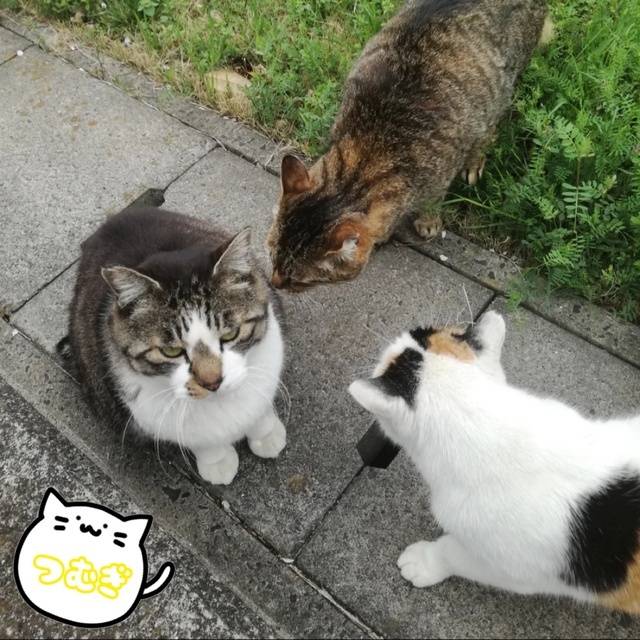 🐈⸒⸒⸒⸒