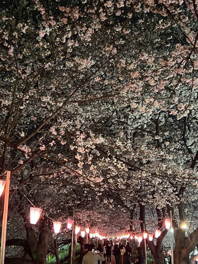 夜桜