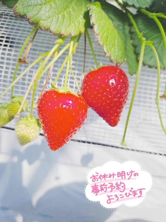 休日‪𝐃𝐚𝐲‬🍓