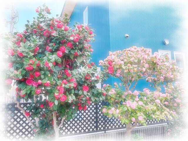 お誘い待ってます🌷