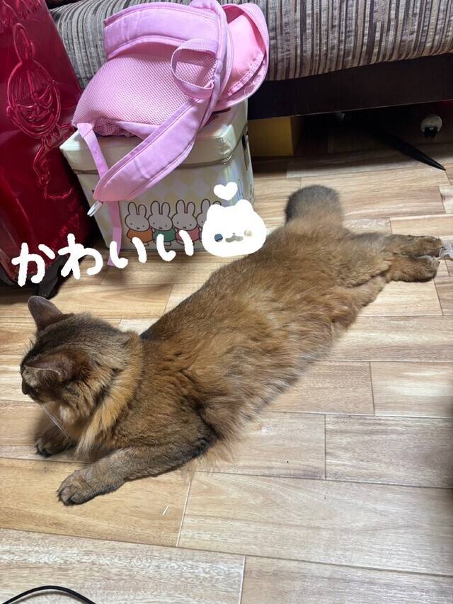 ︎✧︎うちの猫🐱︎✧︎