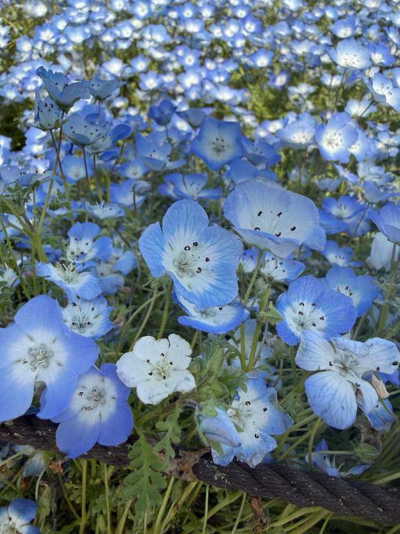 加賀あいら（断りきれない美人マッサージ嬢たち）