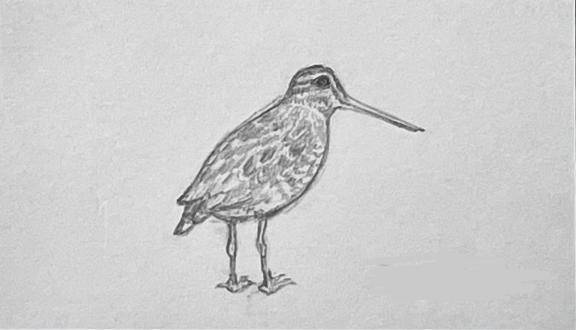 本日15時〜🐥