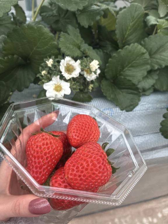 みい(SOPHIA(ソフィア))