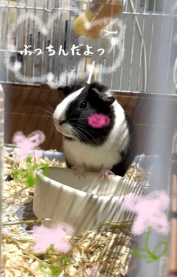 ひな（SOPHIA（ソフィア））