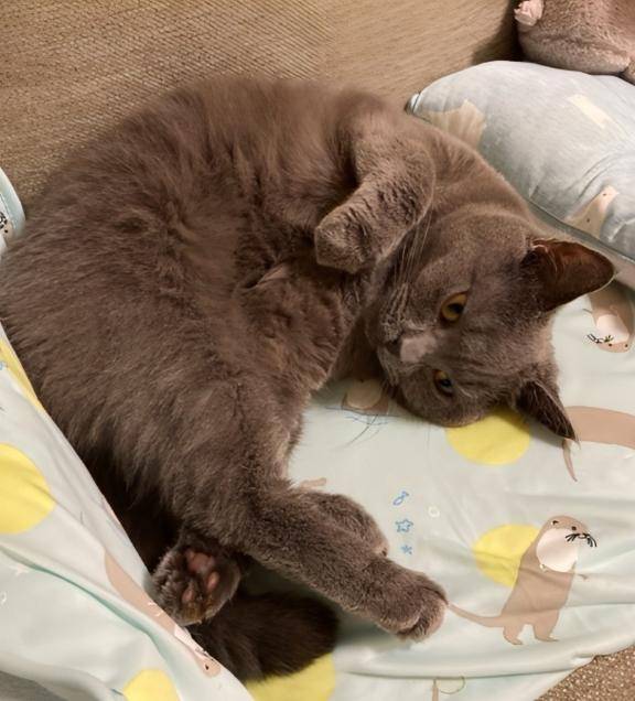 ニャンモナイト