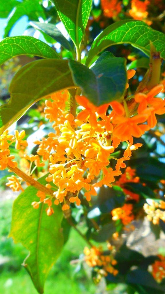 本日14:30〜20:00出勤します〜秋の花キンモクセイ〜