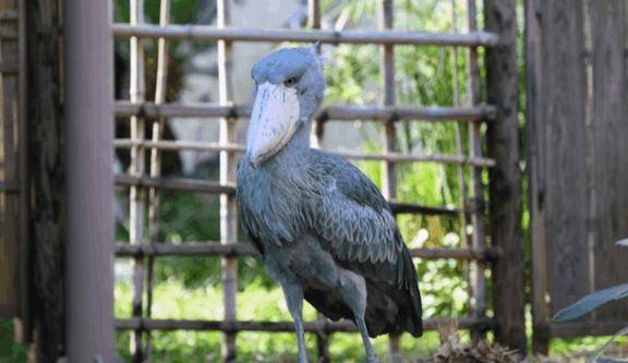 はい、タケコプター！