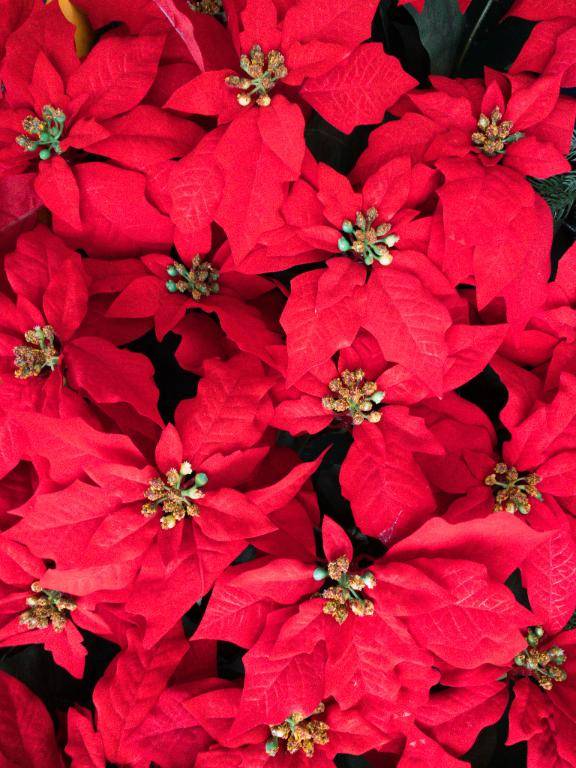 こんばんは。〜クリスマスを象徴するポインセチア〜