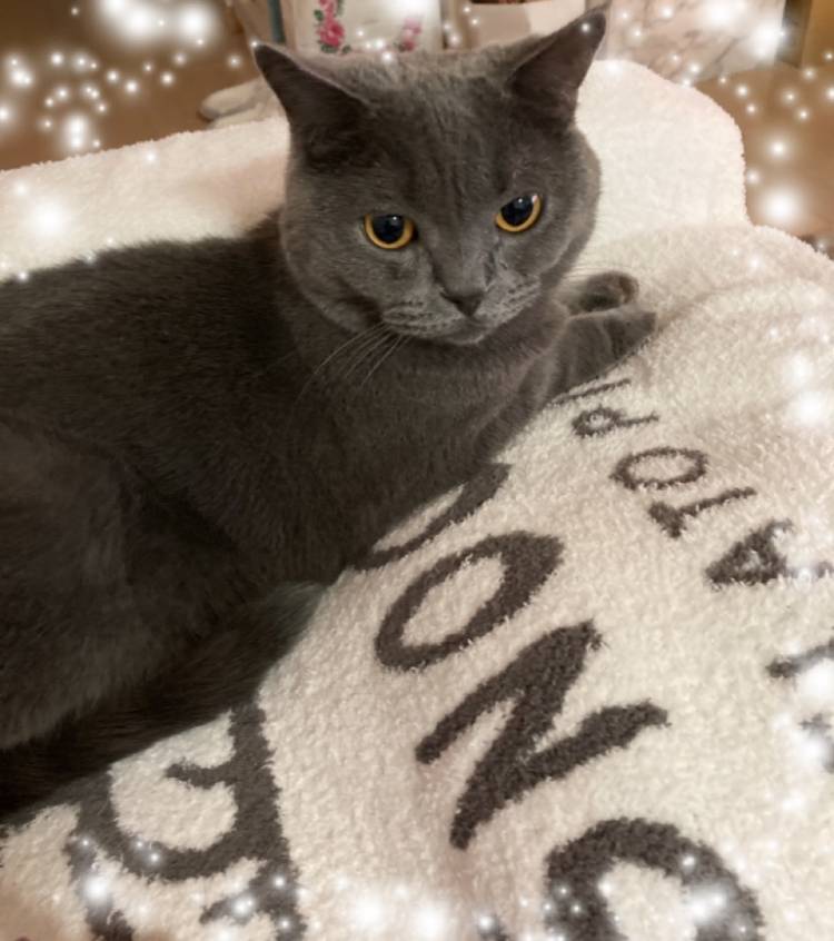 日曜日おはよう