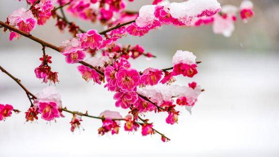 〜寒梅〜次回出勤は2/1㈰、早め時間です