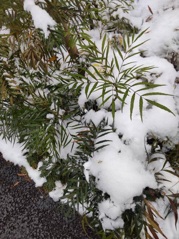 出勤しました〜雪景色〜
