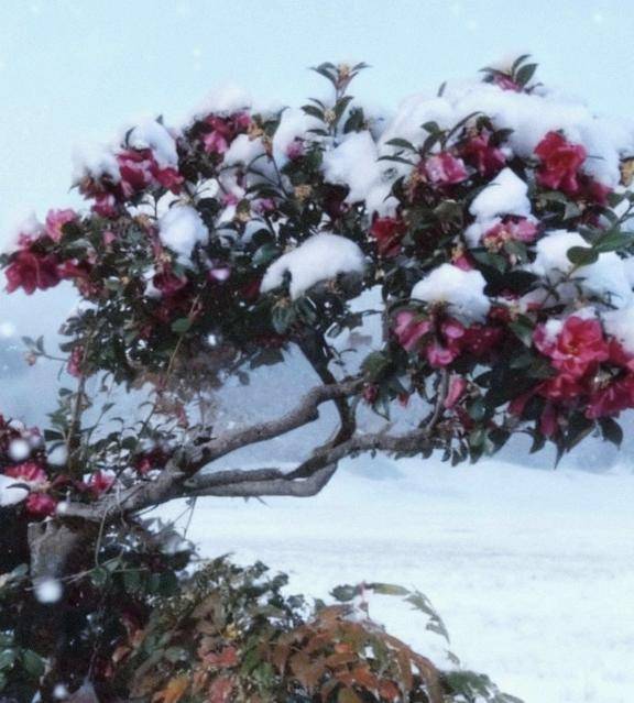 寒椿にわた雪