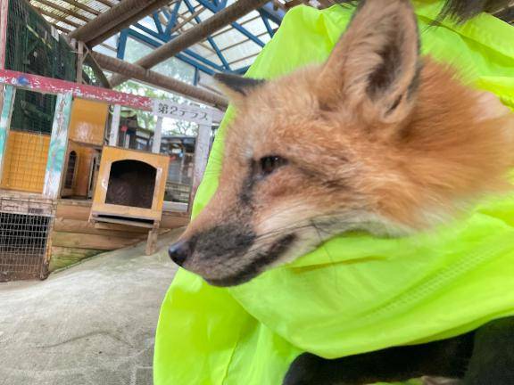 霧島（華恋人～カレント～）
