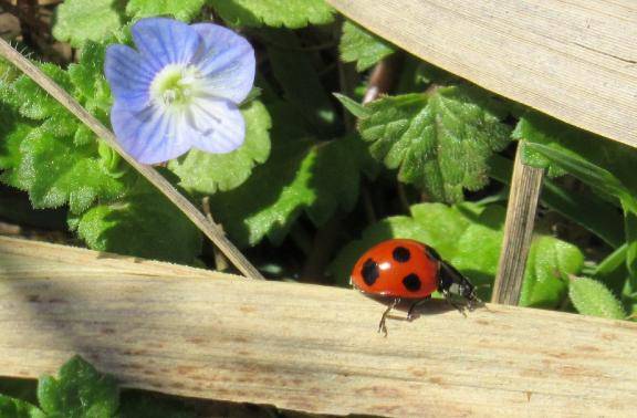 次回は、3/22㈰、3/25㈬出勤します〜啓蟄〜