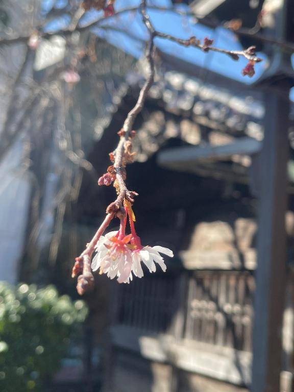 香月(華恋人~カレント~)