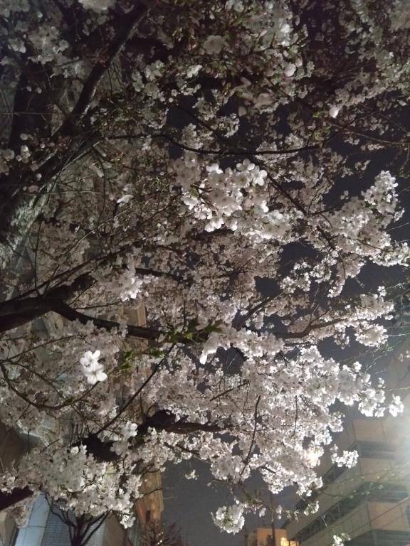 桜の森の満開の下
