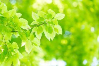 天音（華恋人～カレント～）