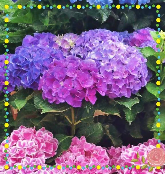 鶴見(華恋人~カレント~)