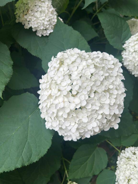 紫陽花と百合