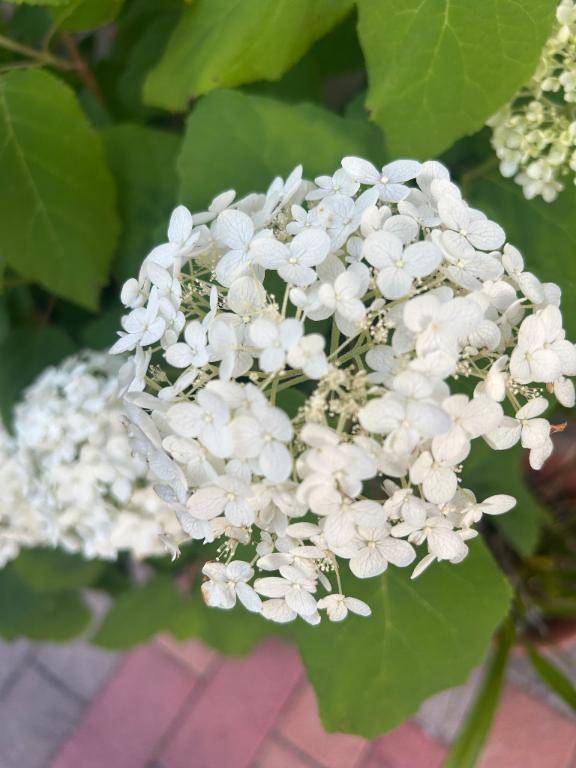 紫陽花やニゲラ