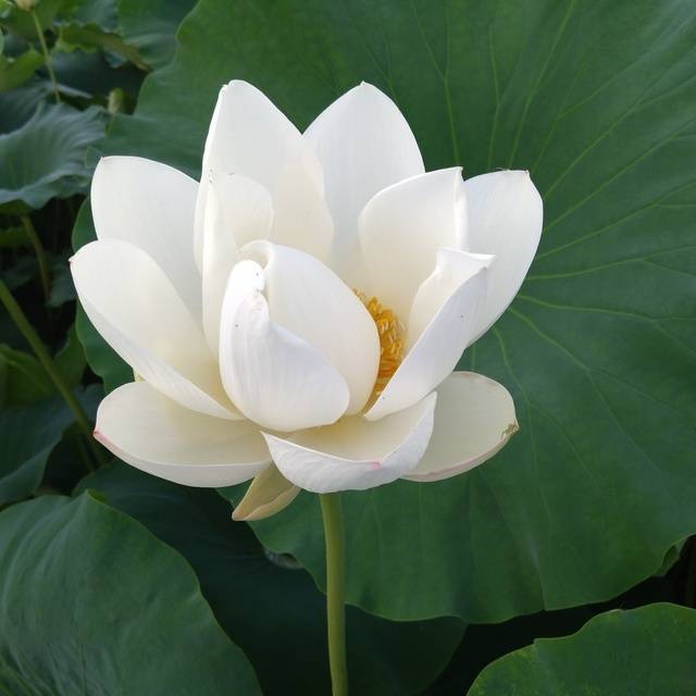 永瀬（華恋人～カレント～）