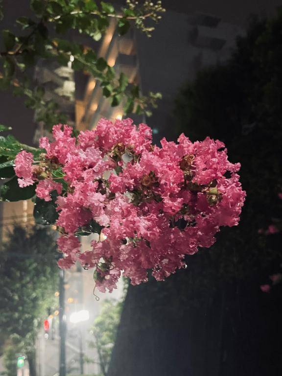 雨の中のサルスベリ