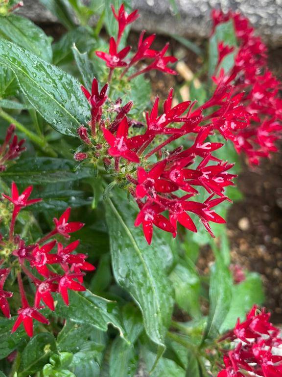 先程見かけたお花達