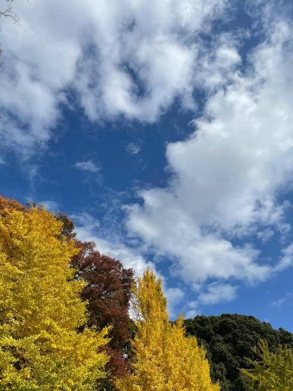 かなめ(ちゃんこ葛西浦安店)