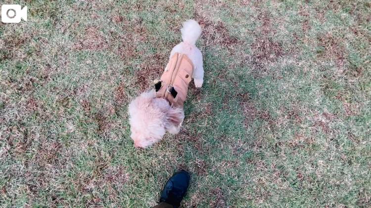 まおの日常のぞき見🐶♡