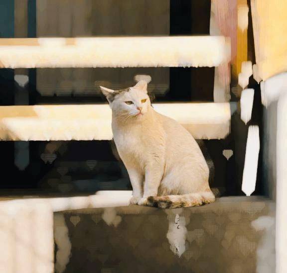 猫さん初心者のまおに、アドバイスください🐈‍⬛💕
